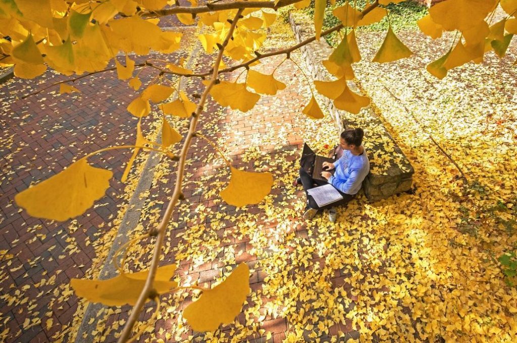 Payız innovasiyaları