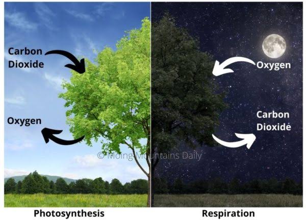 Bitkilərin gecə fəaliyyəti 